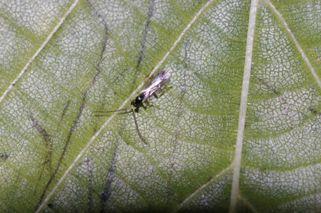 Ichneumonidae: probabilmente un maschio di Orthocentrinae